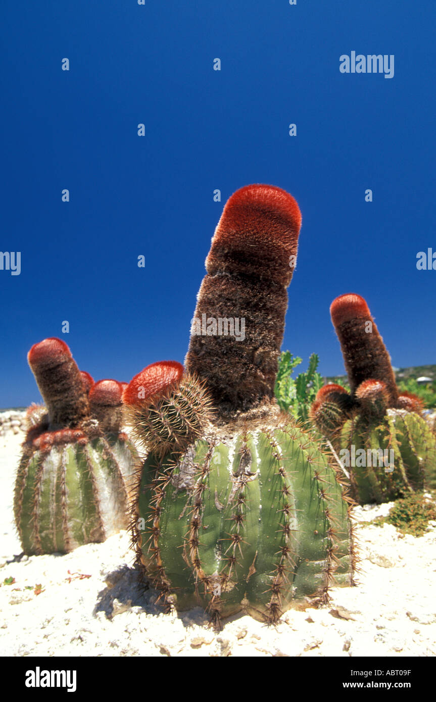 Turks Head Cactus cappuccio rosso fez a forma di botte cactus nativo di Isole Turks e Caicos tci dopo che le isole sono denominati Foto Stock