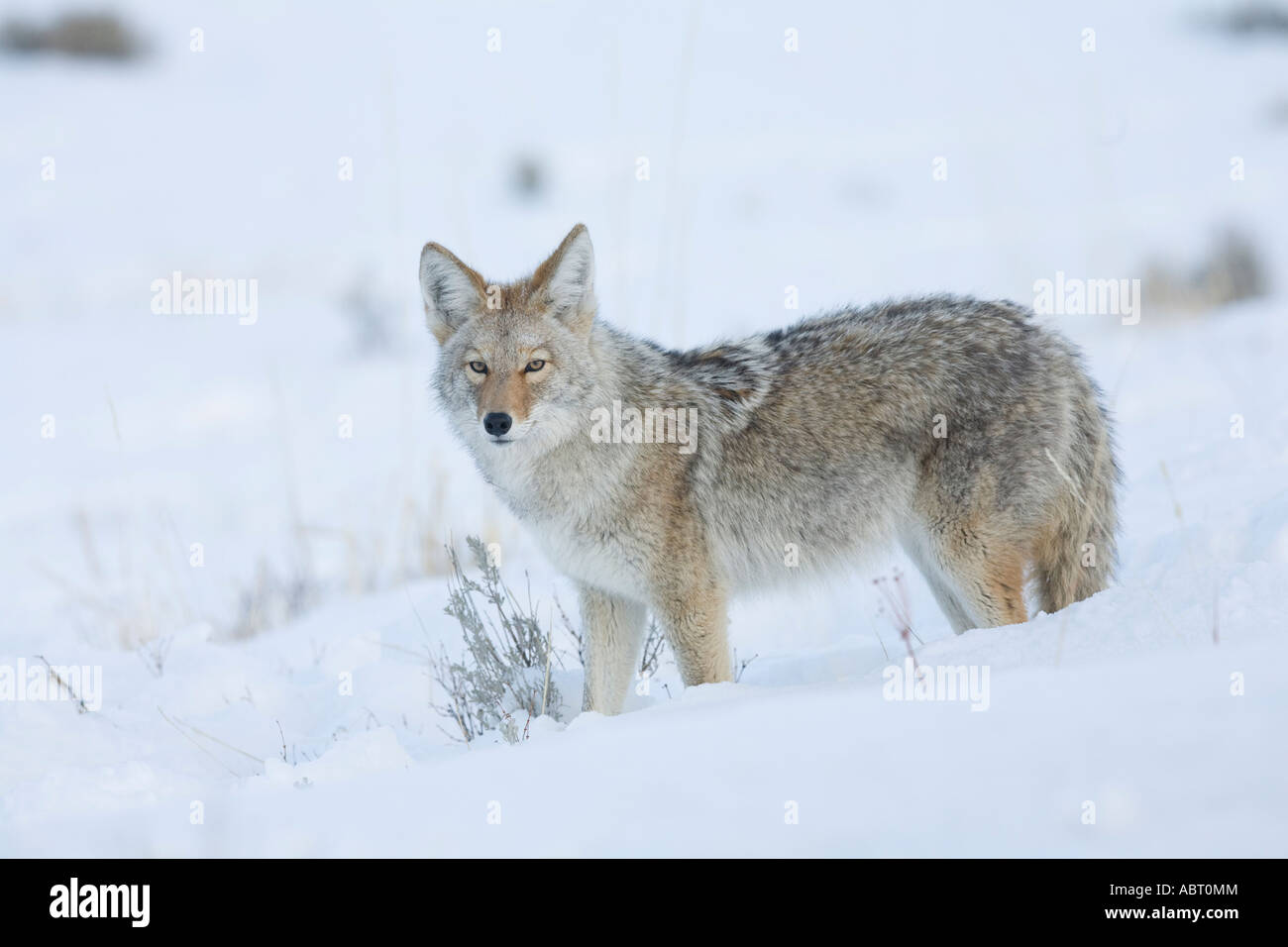 Coyote in inverno Foto Stock