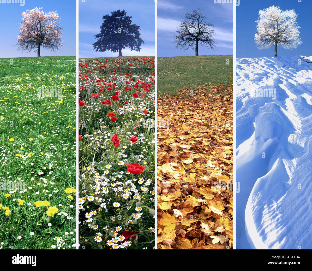 Albero di quattro stagioni immagini e fotografie stock ad alta ...