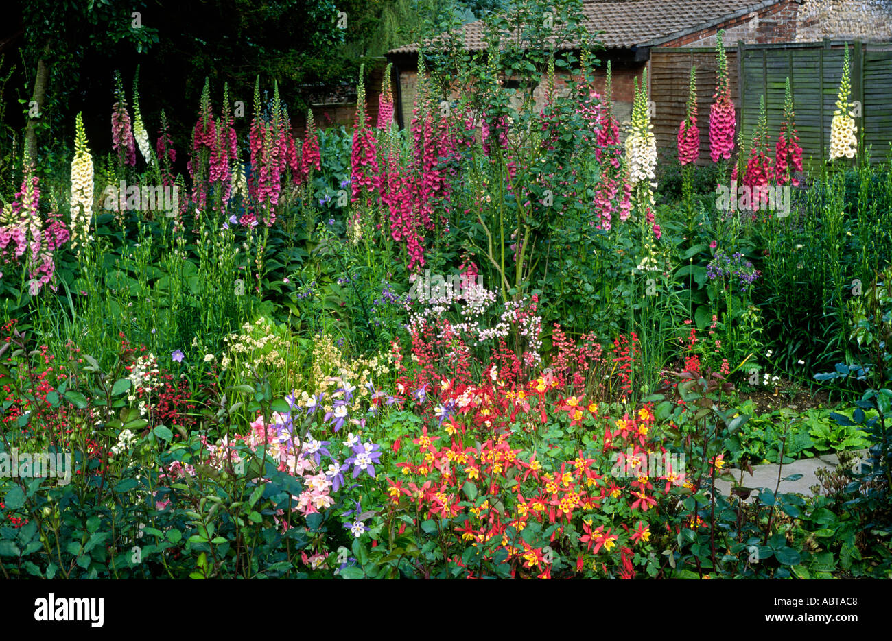Digitalis purpurea Excelsior gruppo aquilegia foxgloves giardino di piante di confine fiori viola design foxglove aquilegias Foto Stock