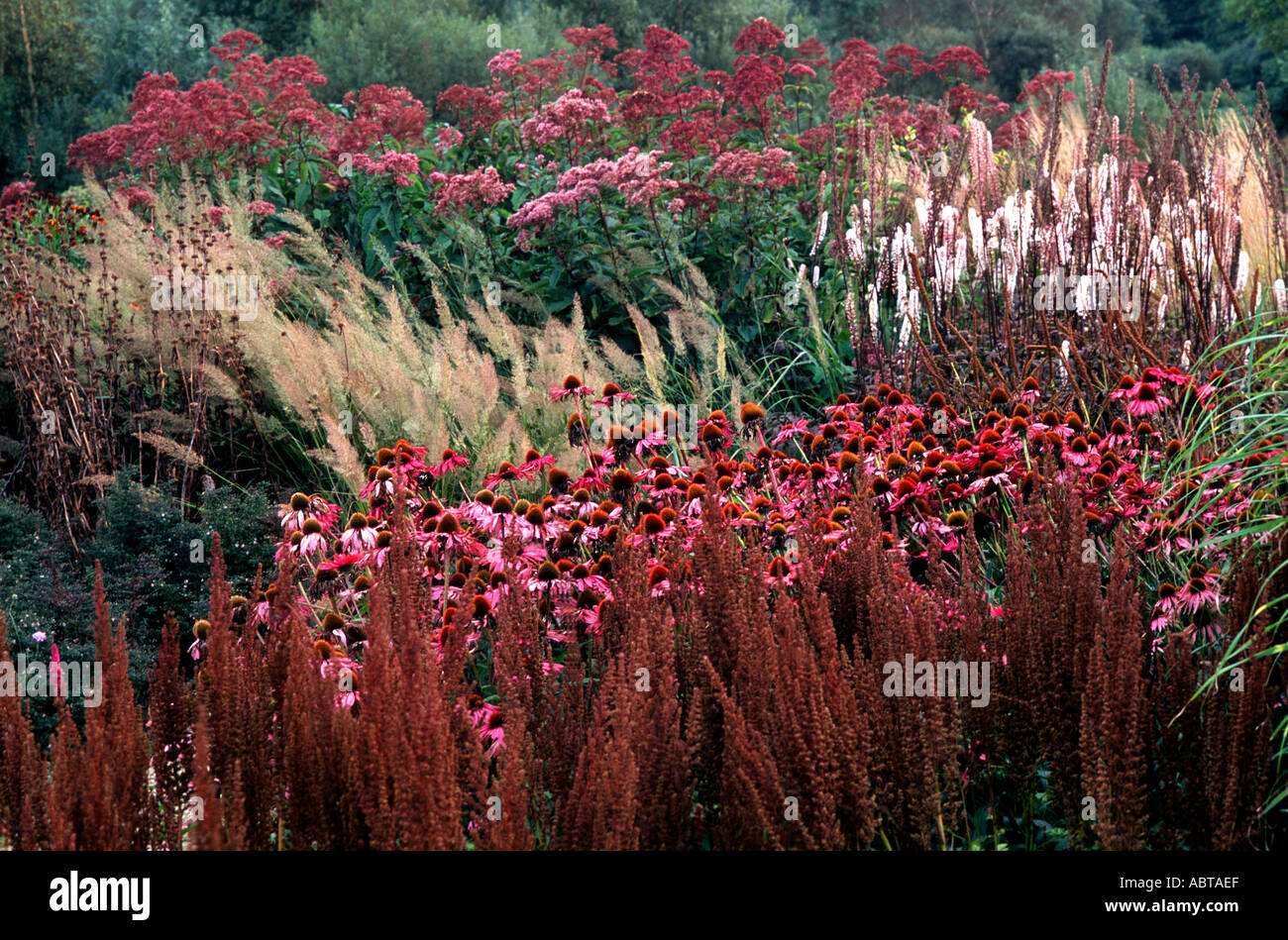 Pensthorpe Millenium Giardino Norfolk England Regno Unito Foto Stock