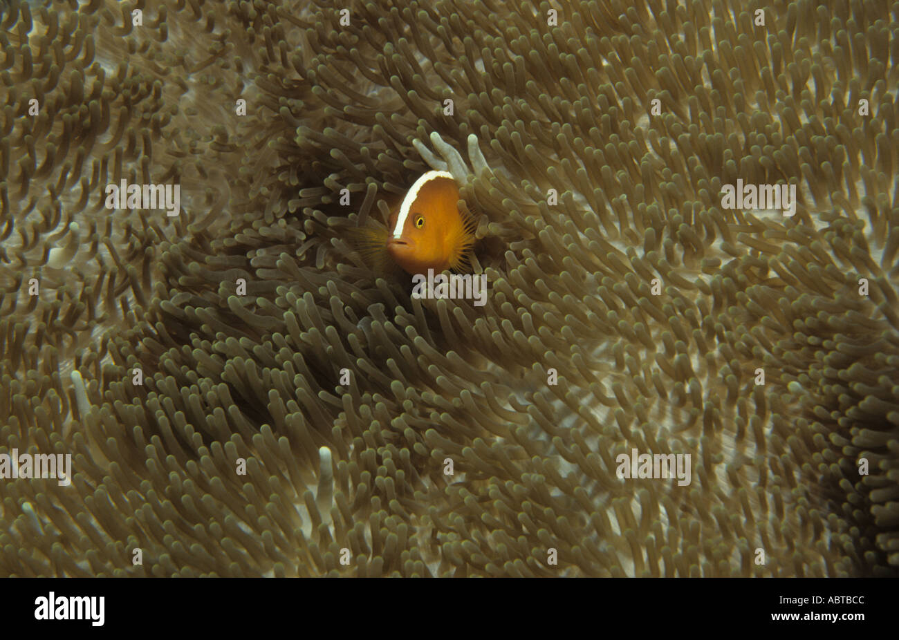 Allen s orientale Anemonefish Skunk Clownfish conosciuto anche come Orange Anemonefish Amphiprion sandaracinos in un anemone Pulau Sipadan Foto Stock