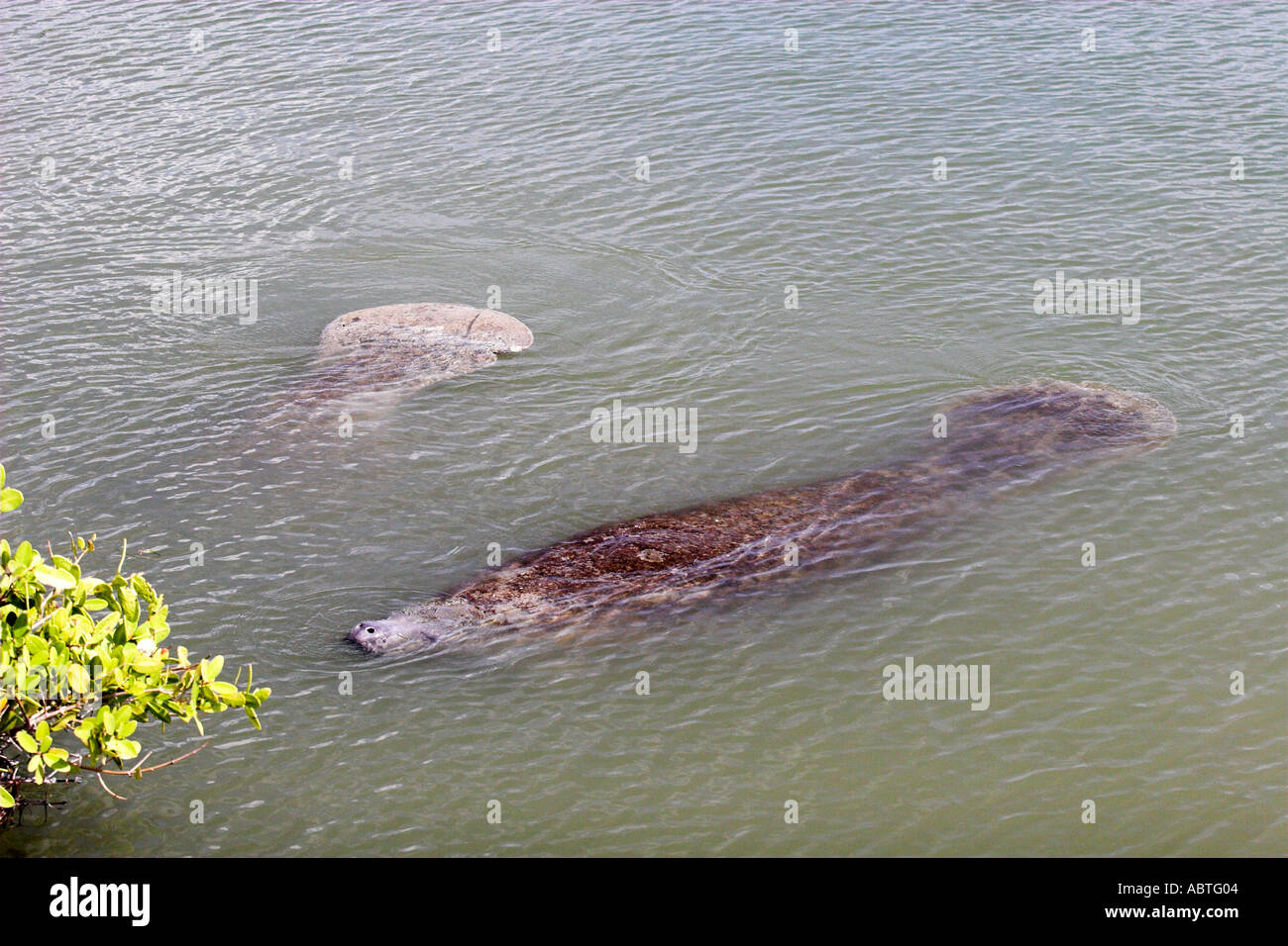 West Indian lamantino nella Florida Centrale durante il periodo invernale Foto Stock