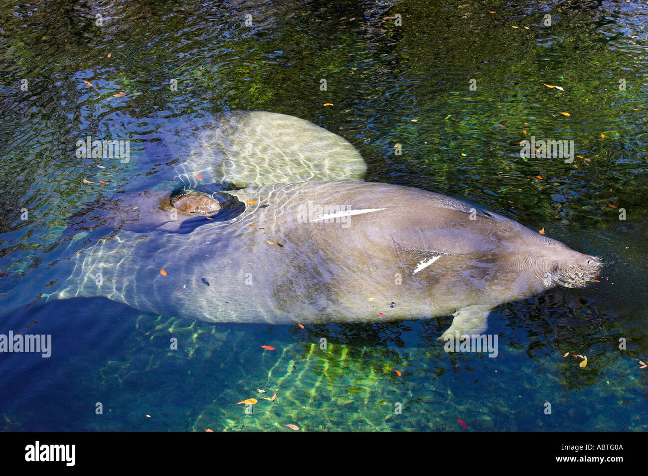 West Indian lamantino nella Florida Centrale durante il periodo invernale Foto Stock