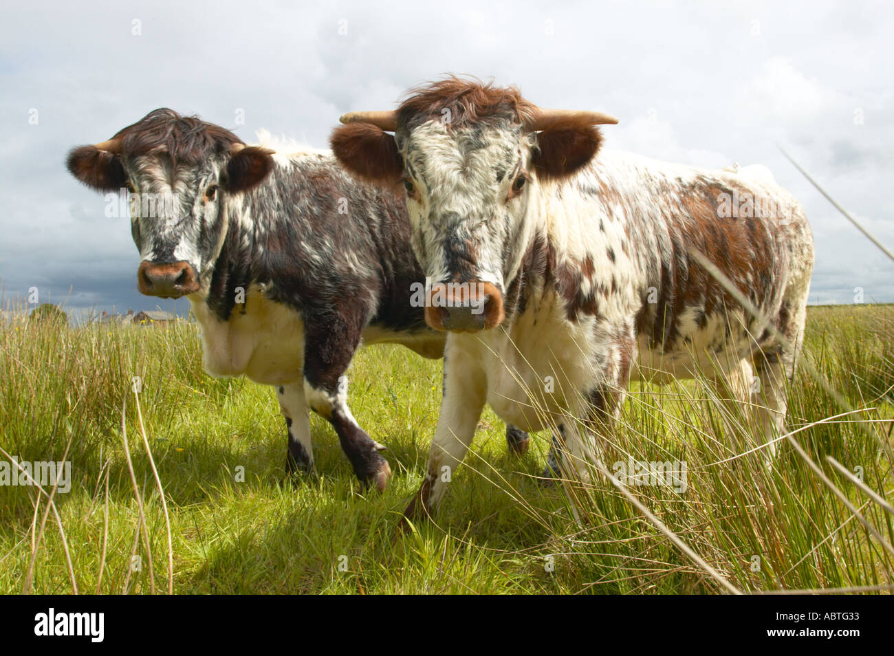 Longhorn bestiame al Martin mera riserva naturale utilizzato per ritagliare l'erba Foto Stock