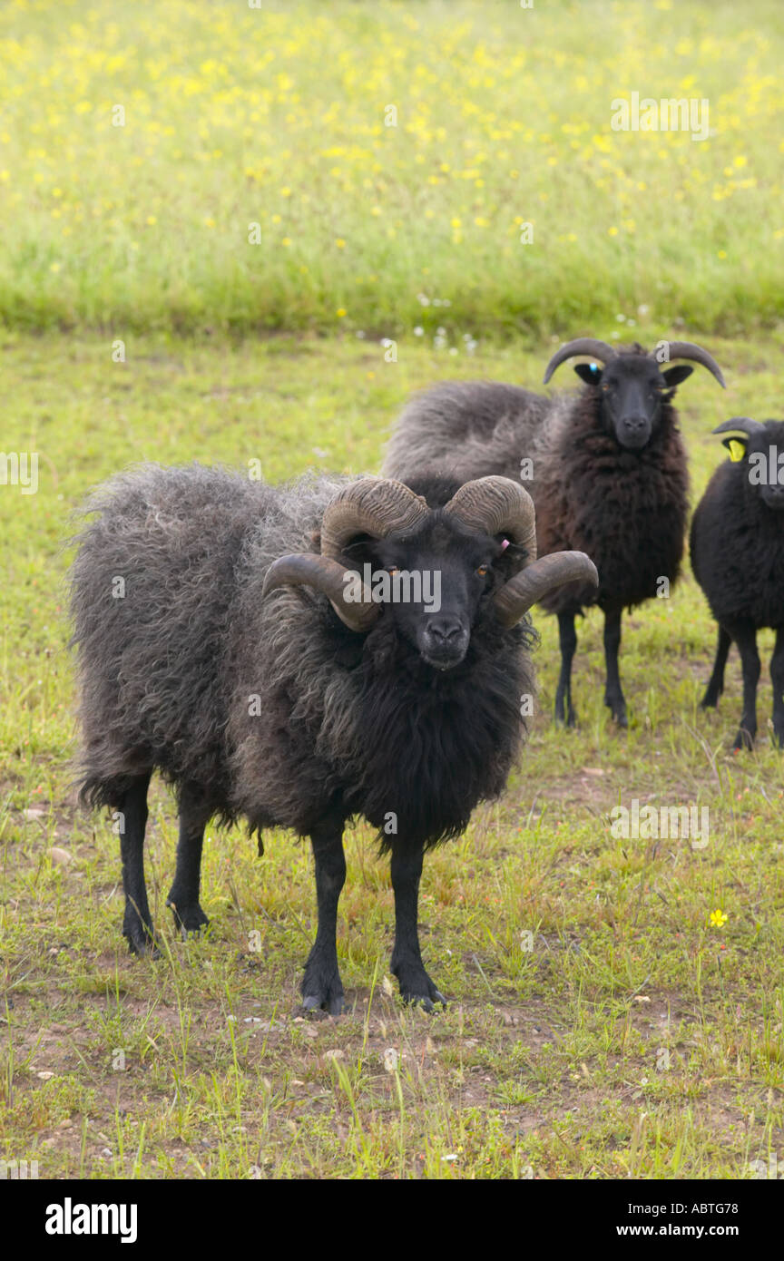 Pecore delle Ebridi a Martin mera riserva di uccelli Foto Stock