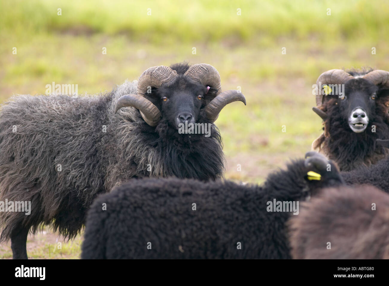 Pecore delle Ebridi a Martin mera riserva di uccelli Foto Stock