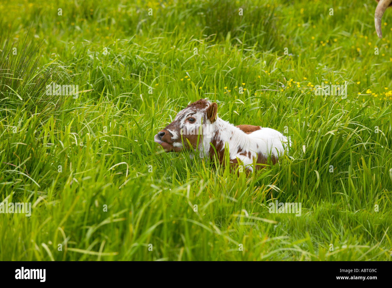 Longhorn mucca con vitello a Martin mera riserva Foto Stock