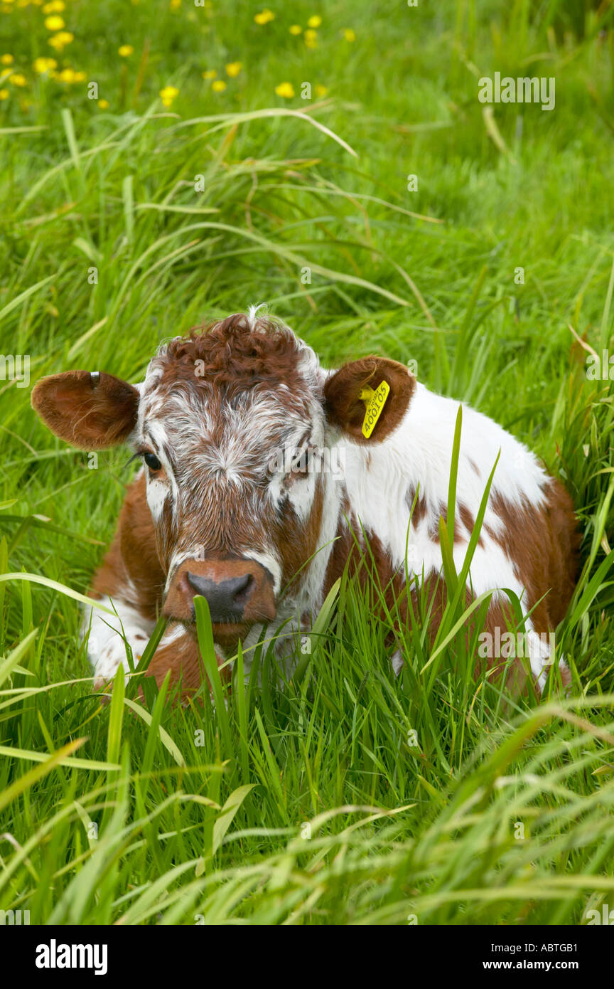 Longhorn mucca con vitello a Martin mera riserva Foto Stock