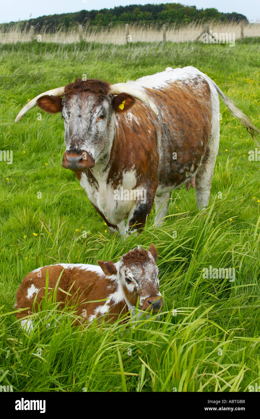Longhorn mucca con vitello a Martin mera riserva Foto Stock