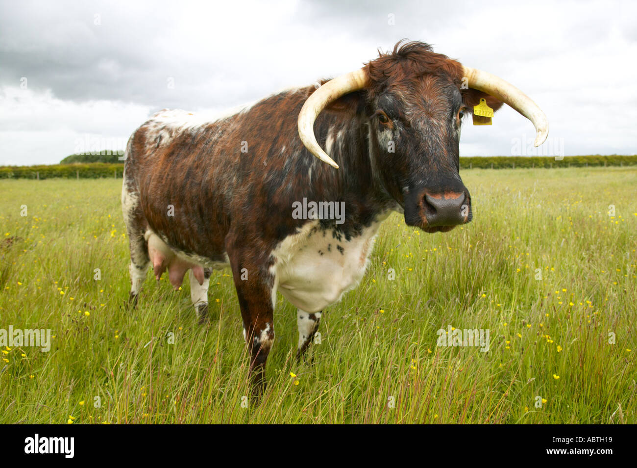 Longhorn bestiame al Martin mera riserva naturale utilizzato per ritagliare l'erba Foto Stock