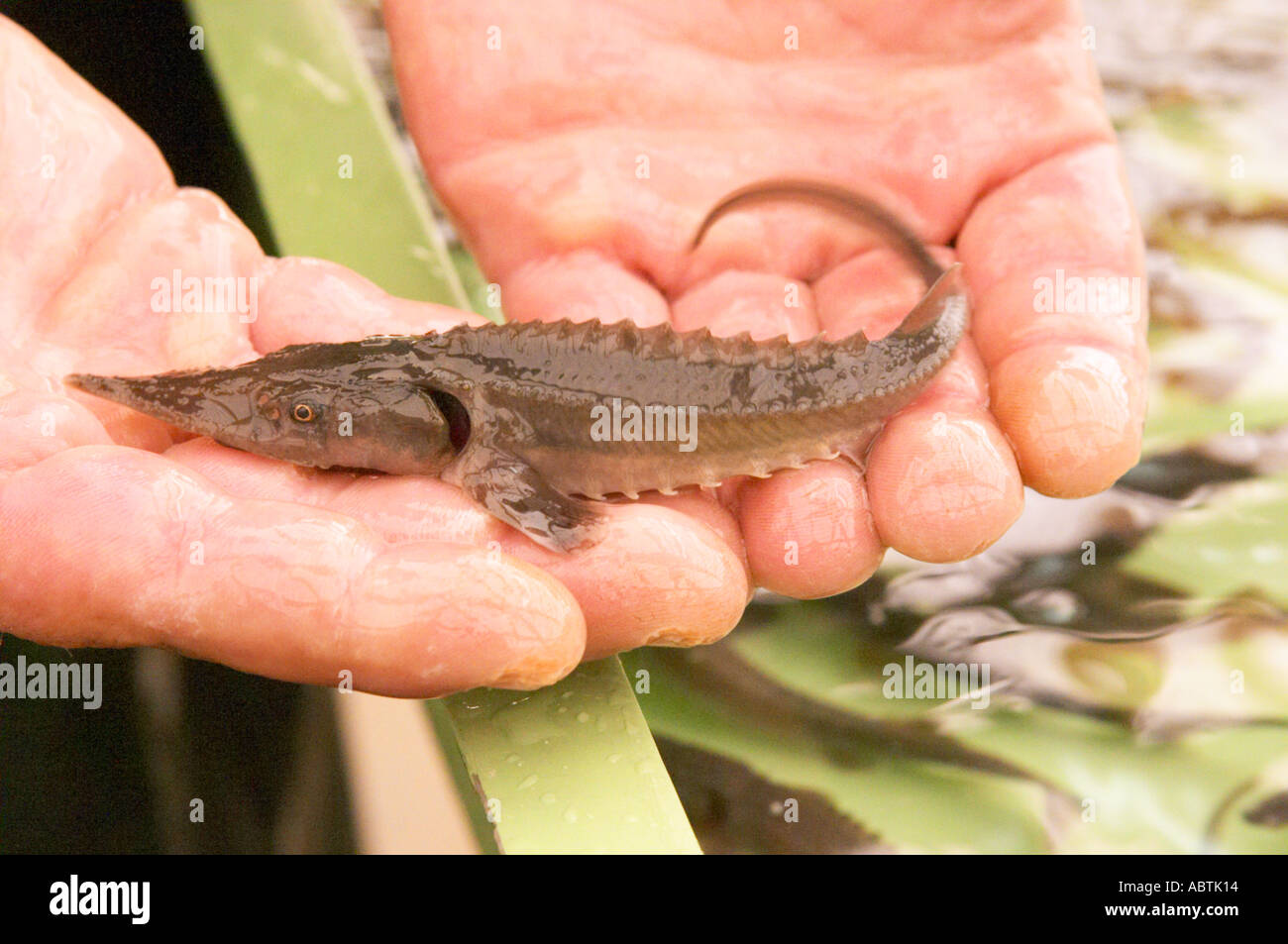 Un allevamento ittico nursery per l'allevamento dello storione con un  piccolo pesce giovane fry spawn per mano di un uomo "caviale et Prestige "  Saint Sulpice et Cameyrac Entre-deux-Mers Bordeaux Gironde Aquitaine