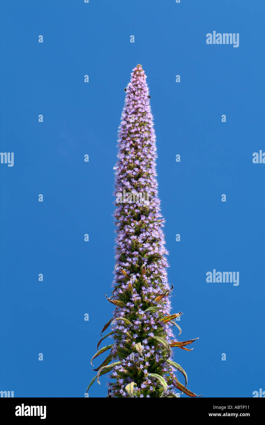 Eremurus in fiore nel giardino di campagna in St Mawes Cornwall Inghilterra Regno Unito Regno Unito Foto Stock