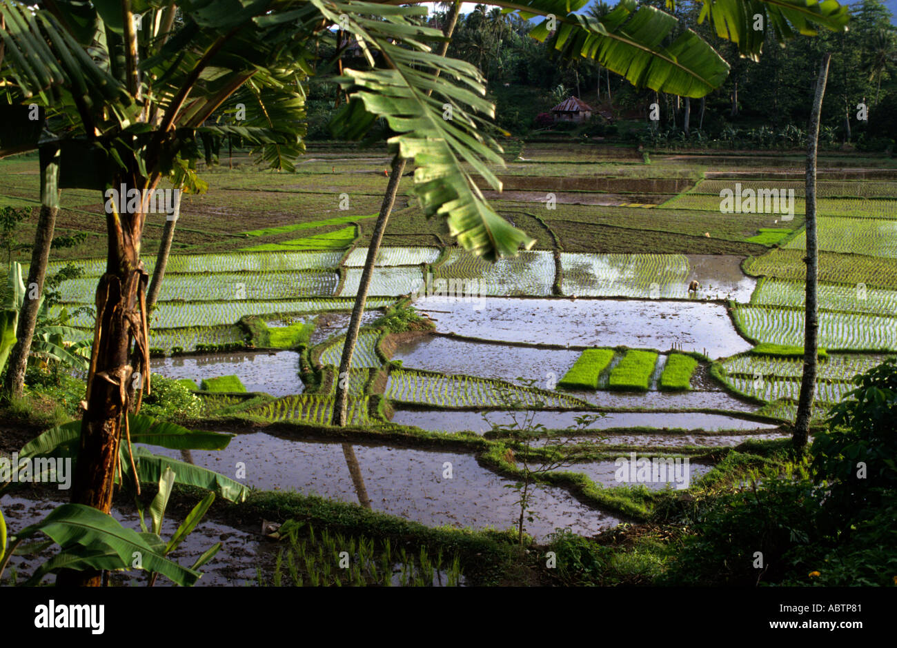 Risaie terrazzate inondate con giovani piantine verdi e acqua riflettente incorniciata da palme e banani, nella valle rurale di Sumatra settentrionale, Indonesia Foto Stock