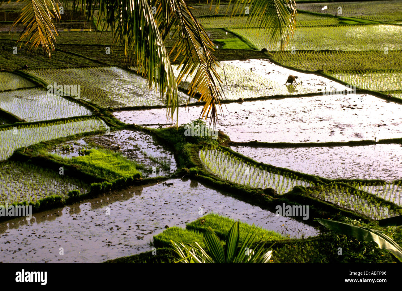 Risaie terrazzate inondate con giovani piantine verdi e acqua riflettente incorniciata da palme e banani, nella valle rurale di Sumatra settentrionale, Indonesia Foto Stock