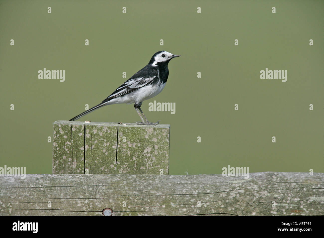 PIED WAGTAIL Motacilla alba yarrellii Foto Stock