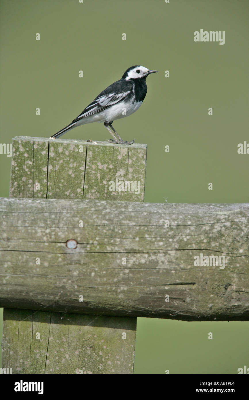 PIED WAGTAIL Motacilla alba yarrellii Foto Stock