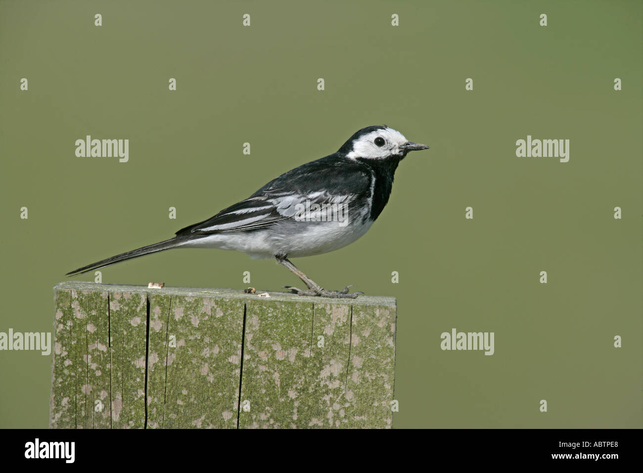 PIED WAGTAIL Motacilla alba yarrellii Foto Stock
