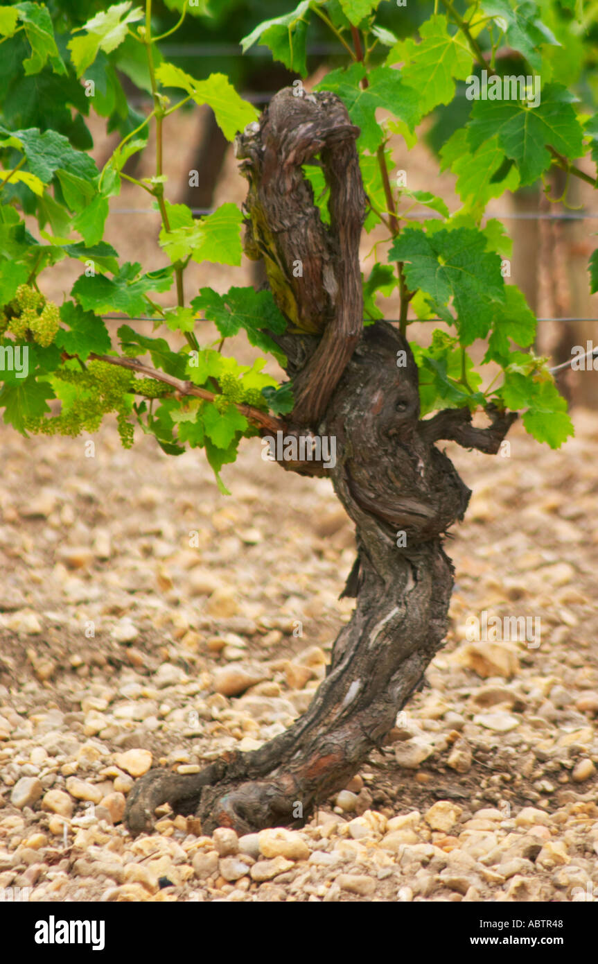 Un dettaglio del terreno a Chateau Lafleur (la fleur), più di ghiaia e argilla in meno rispetto al Petrus o Lafleur Petrus attraverso la Foto Stock
