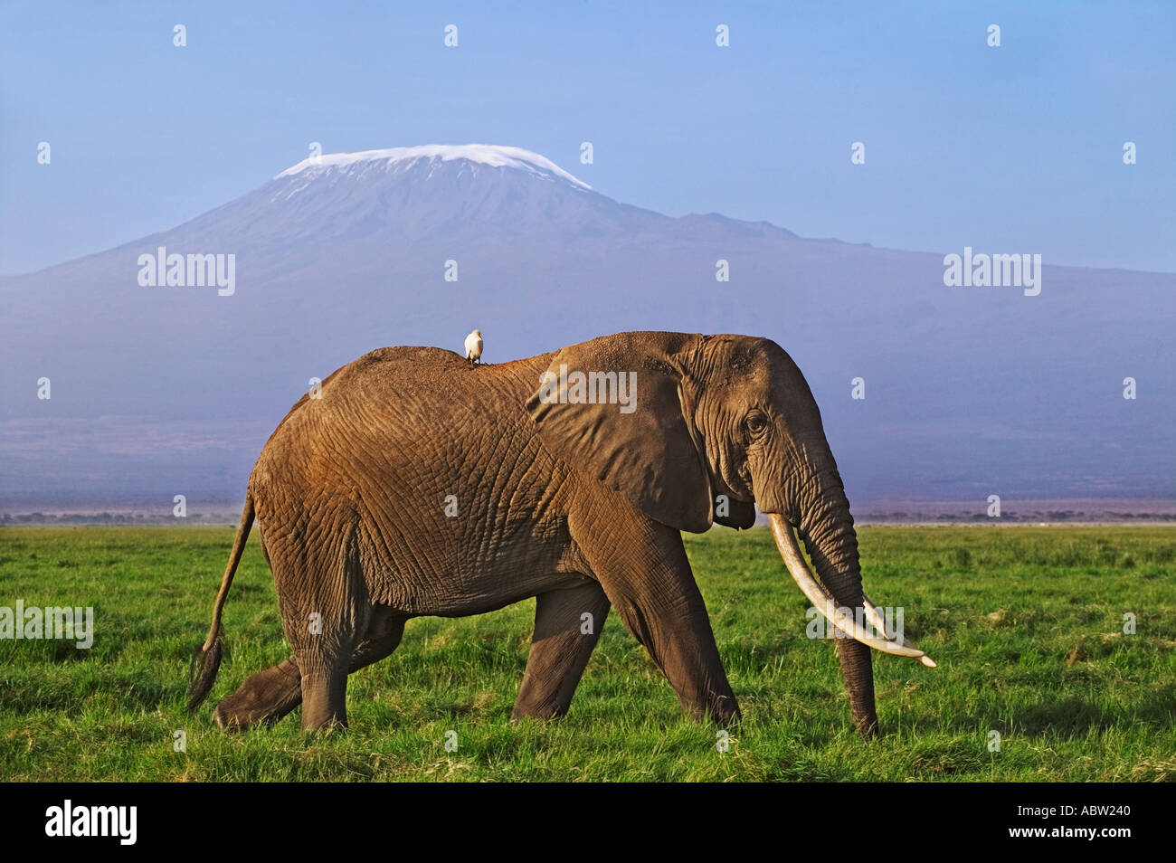 Elefante africano Loxodonta africana Bull elephant con grandi zanne Amboseli National Park in Kenya Kilimanjaro mountain Foto Stock
