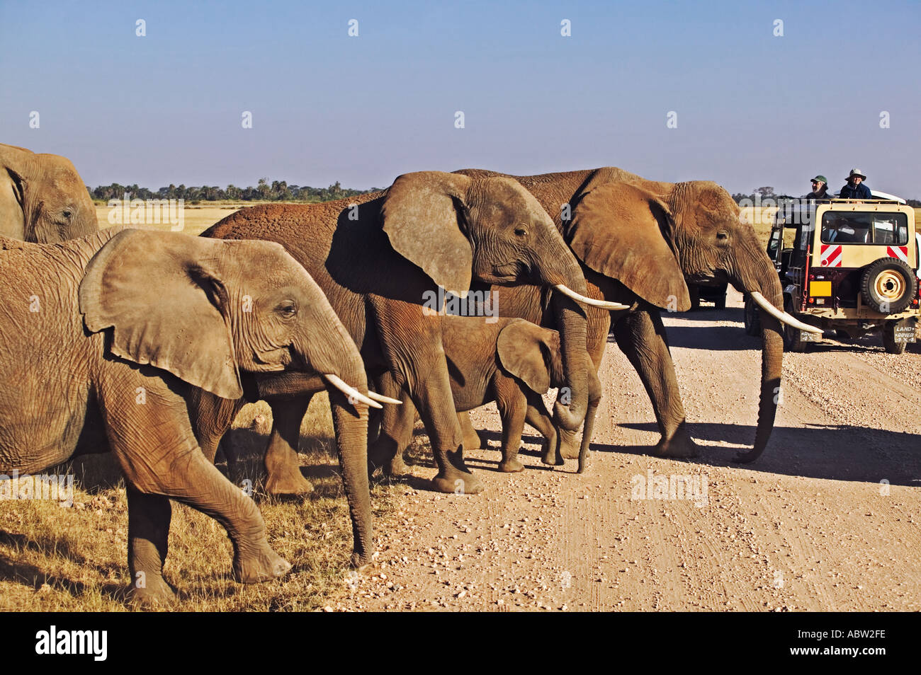 Turismo Tour veicolo con gli elefanti del Parco Nazionale Amboseli Kenya Foto Stock
