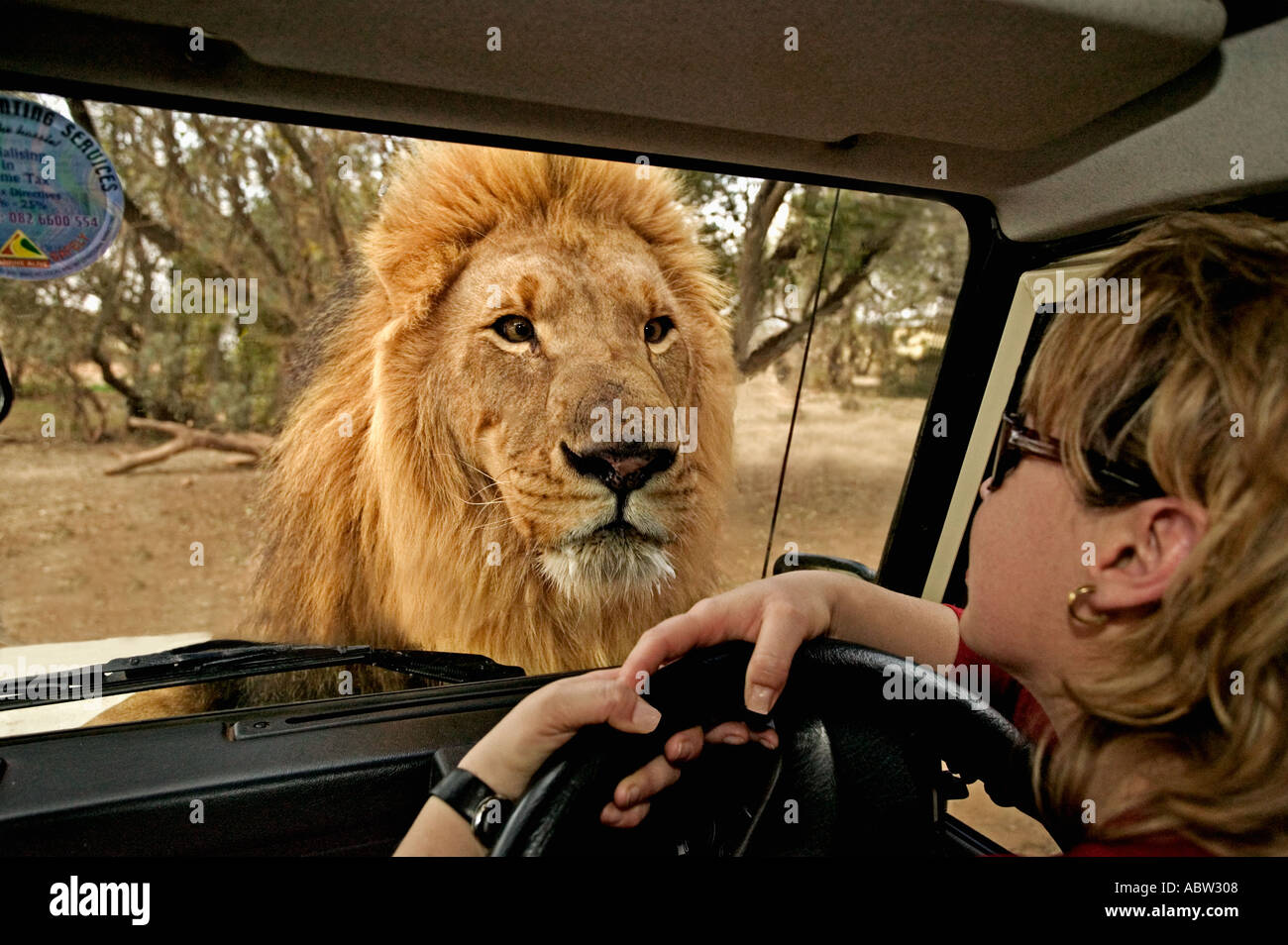 Lion Panthera Leo Lion guardando attraverso la finestrella del veicolo turistico Modello rilasciato il Sud Africa Dist Africa Subsahariana Foto Stock