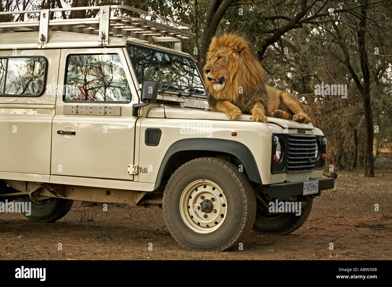 Lion Panthera Leo Lion guardando attraverso la finestrella del veicolo turistico Modello rilasciato il Sud Africa Dist Africa Subsahariana Foto Stock