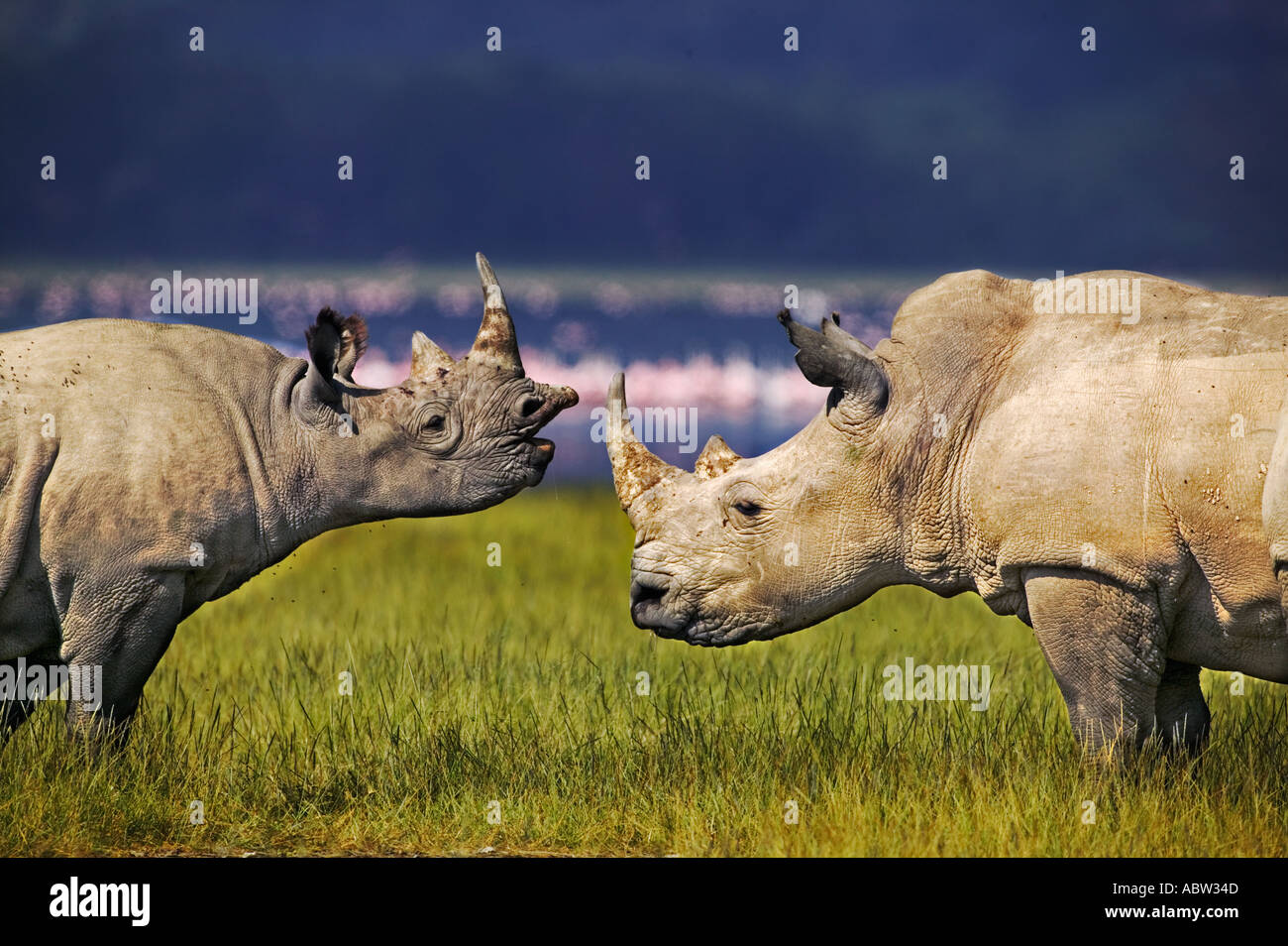 Bianco e nero insieme a rhino Ceratotherium simum simum Diceros Lake Nakuru National Park in Kenya Foto Stock
