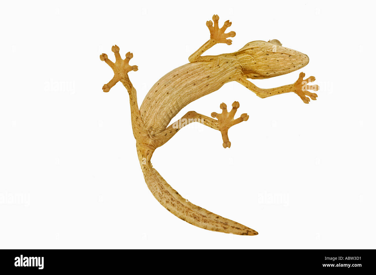 Rivestiti in foglia Gecko codato Uroplatus lineatus vista dal basso che illustra specialmente adattato piedi Dist Madagascar Foto Stock