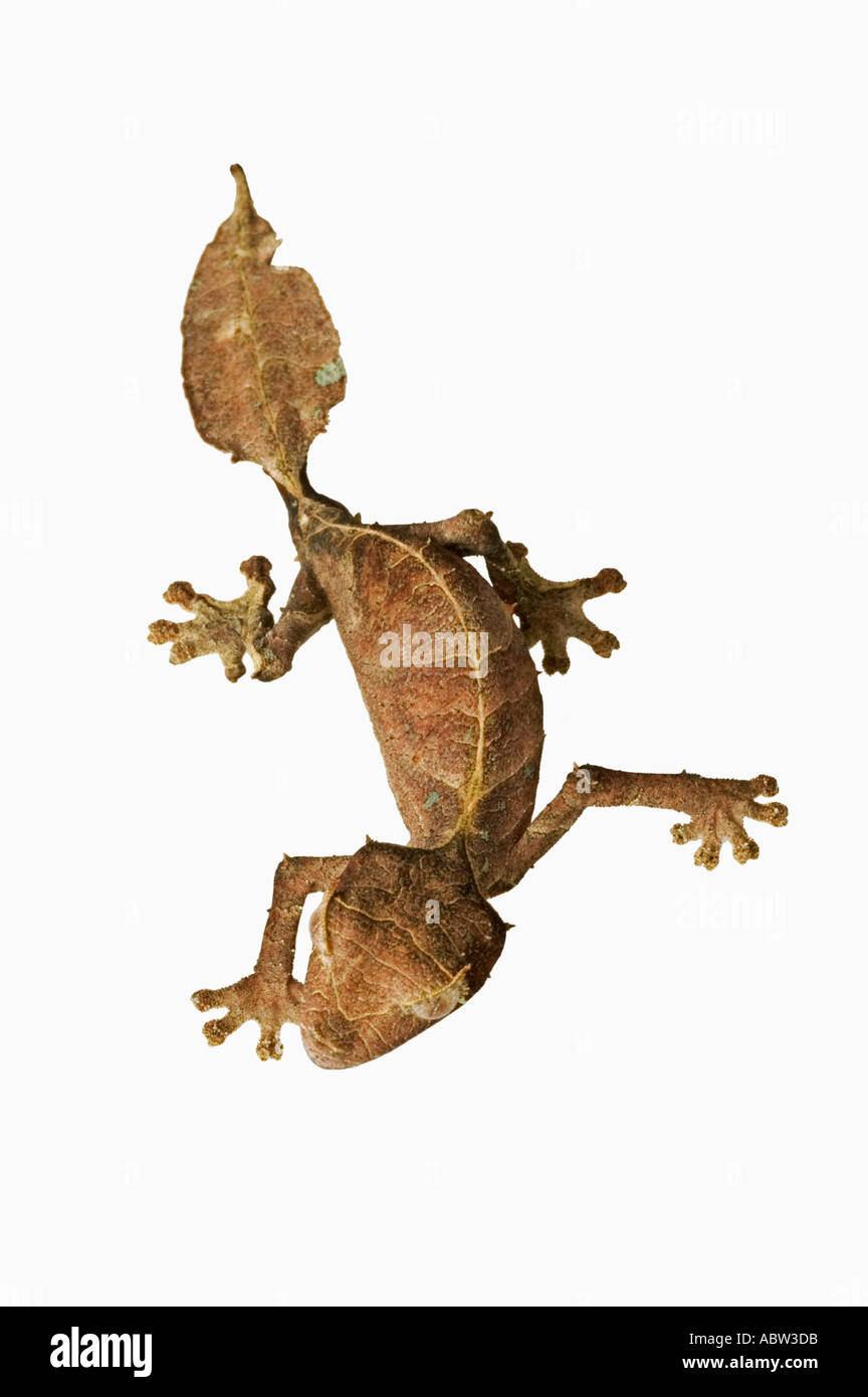 Leaf tailed geco Uroplatus fantastico mimetizzata per somigliare a foglie secche Dist Madagascar Foto Stock