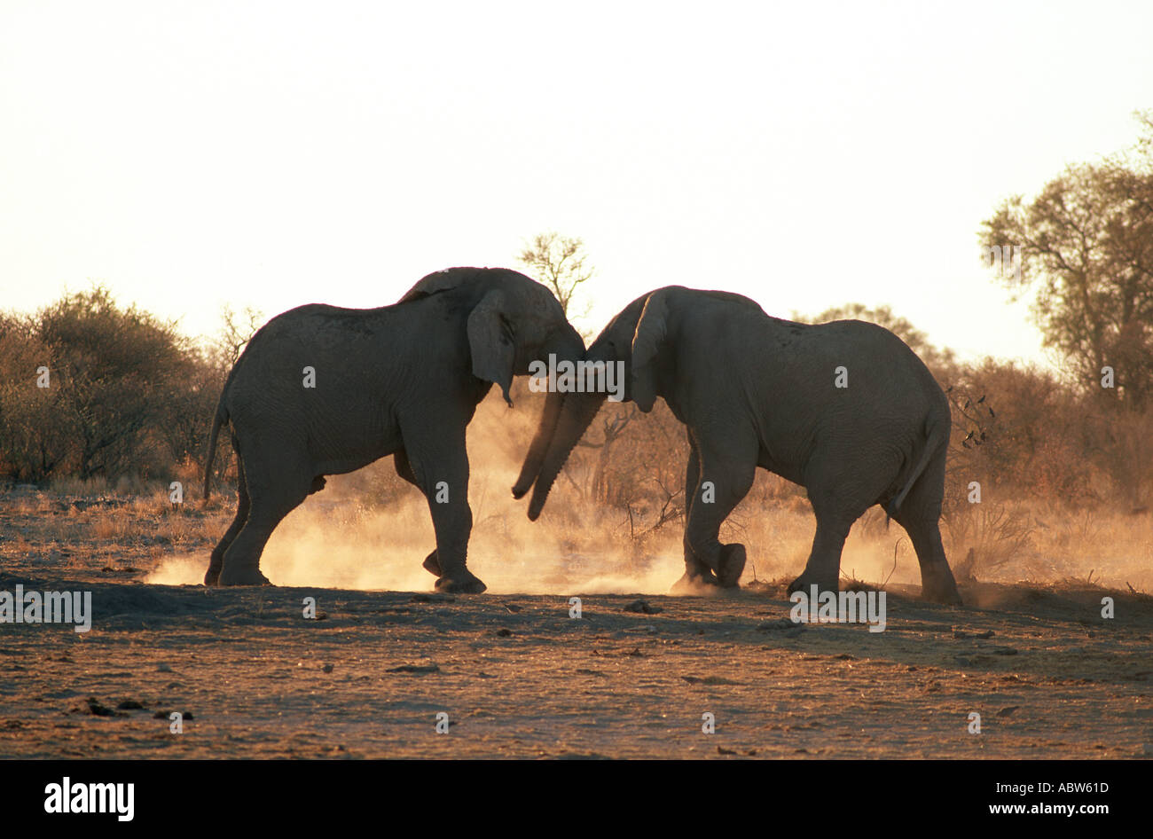 Due elefanti africani - lotta / Loxodonta africana Foto Stock