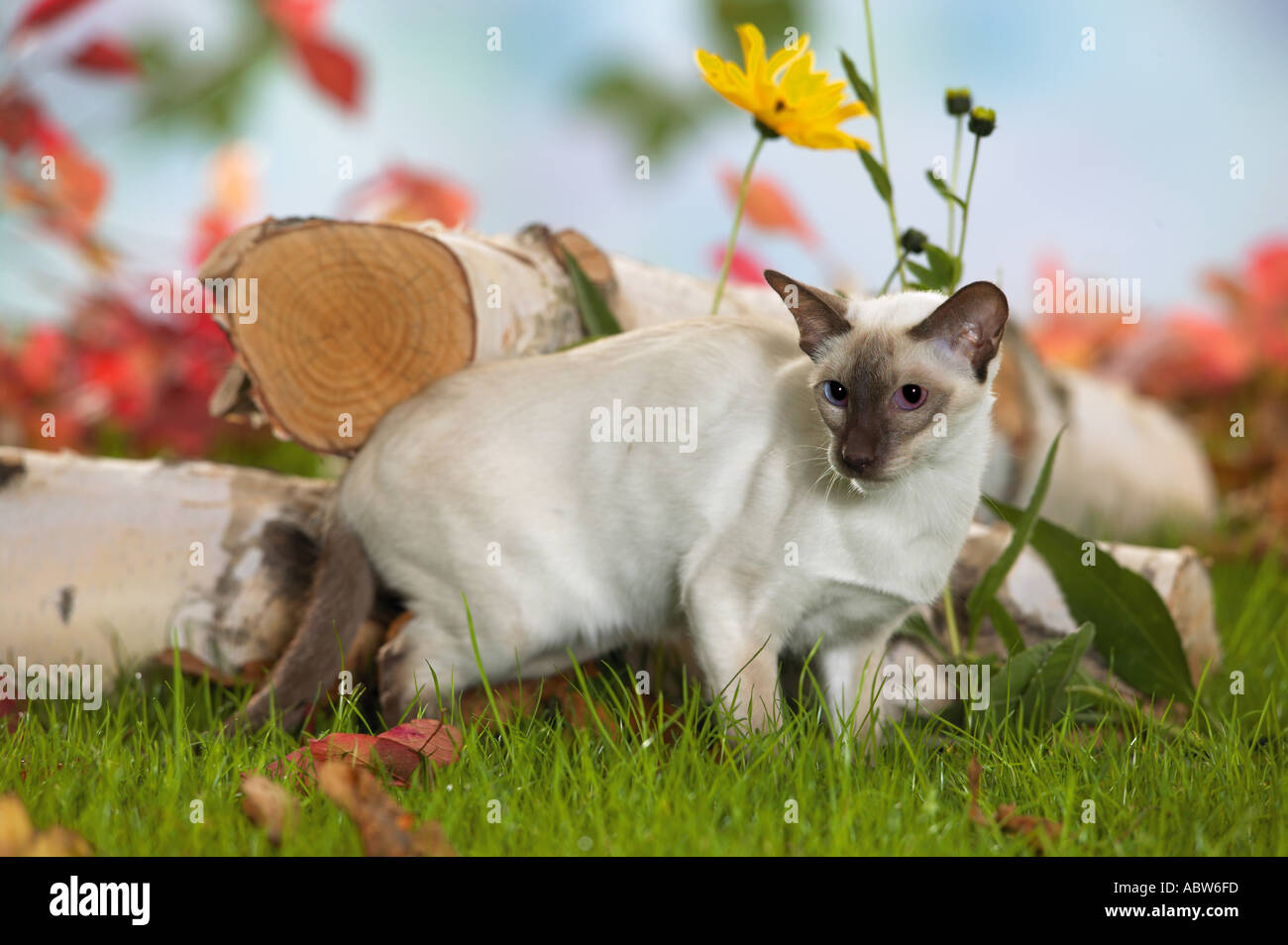 Balinese gatto - sul prato Foto Stock