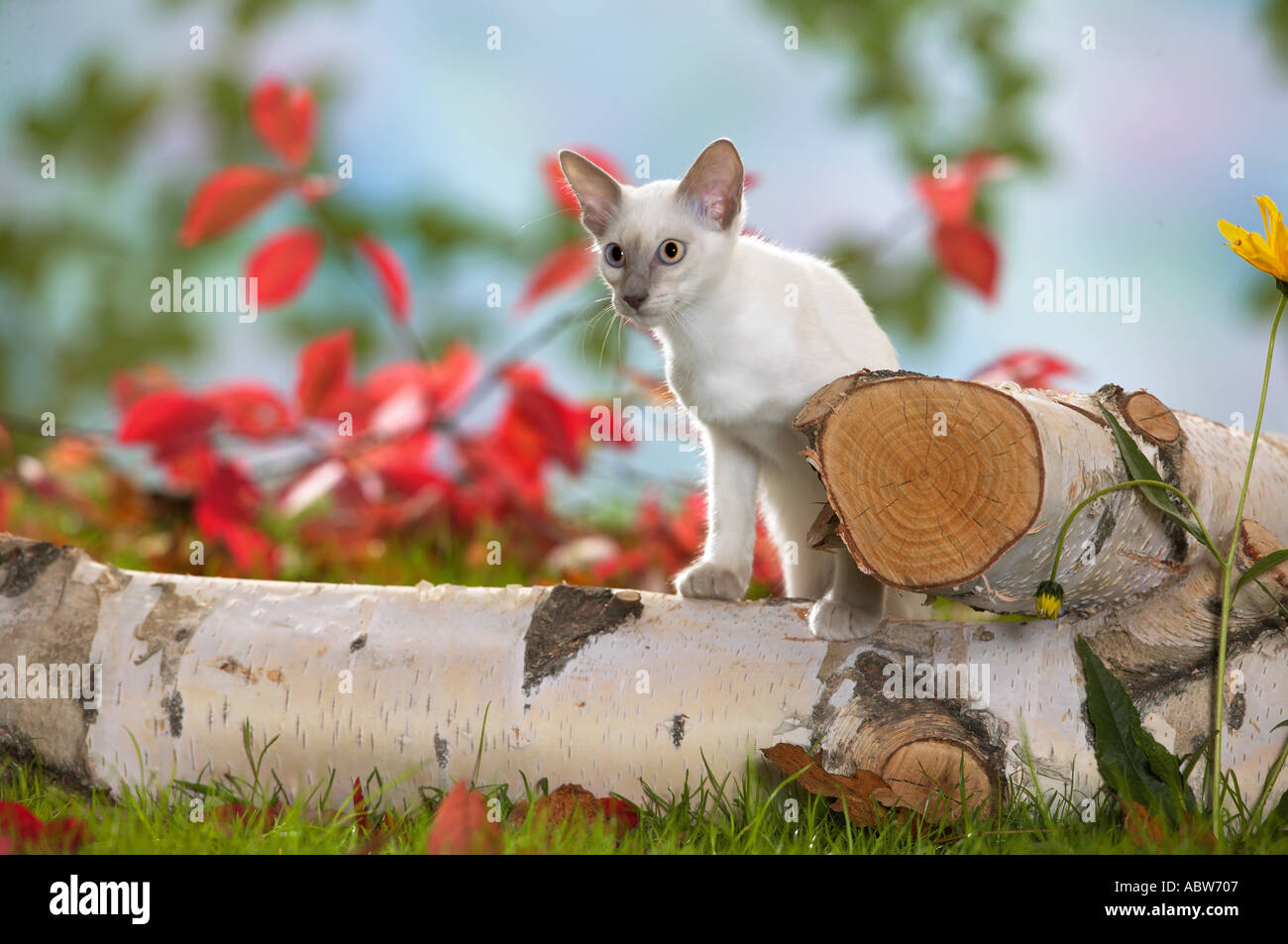Balinese gatto - sul tronco di betulla Foto Stock