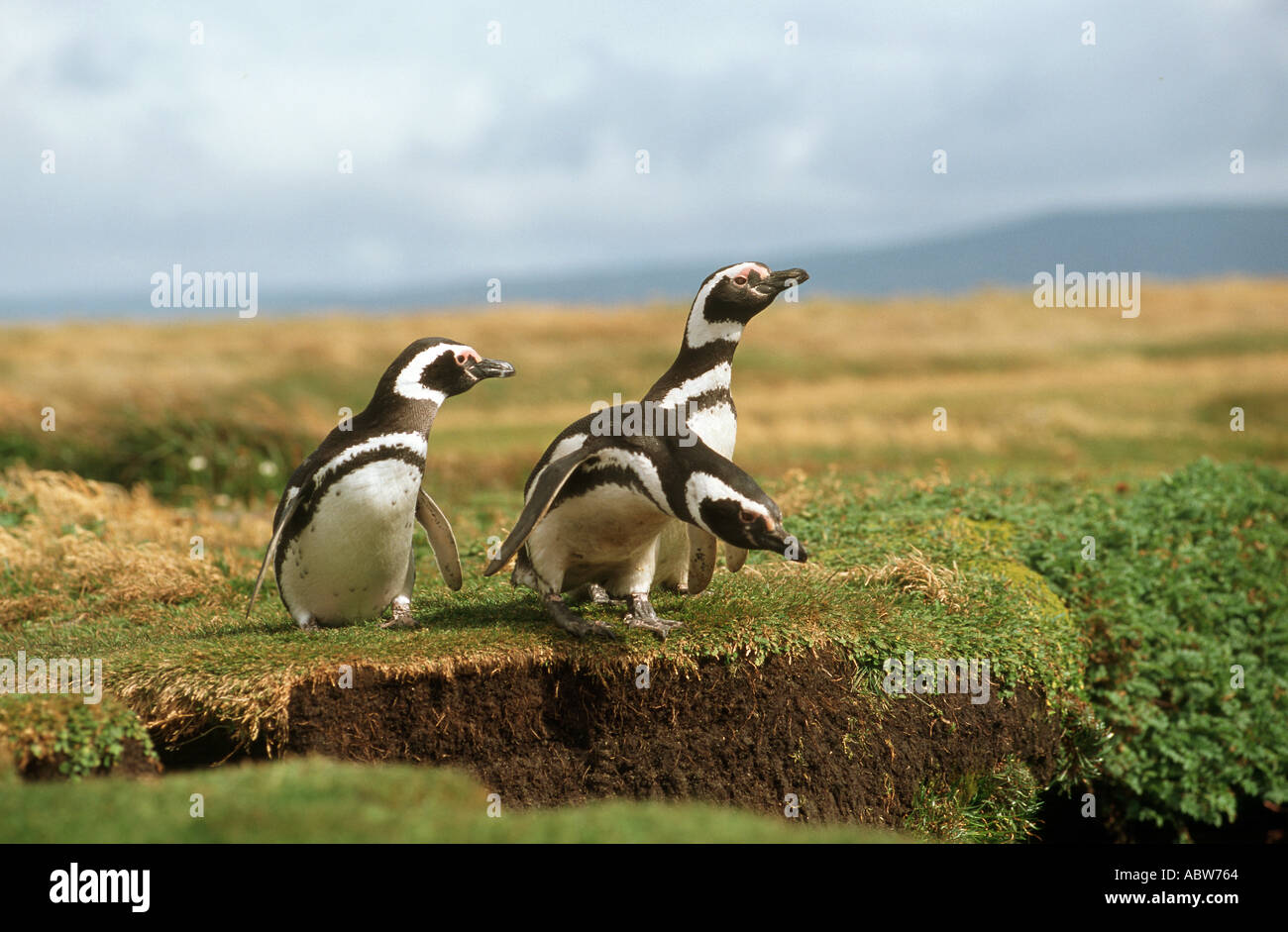 Tre i pinguini di Magellano / Spheniscus magellanicus Foto Stock