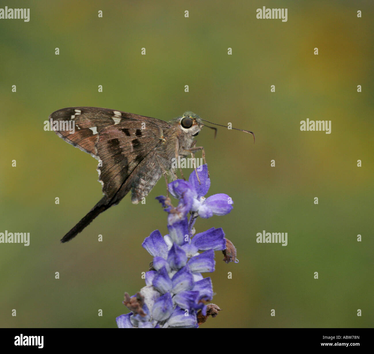 Long-tailed Skipper butterfly vista di profilo Foto Stock