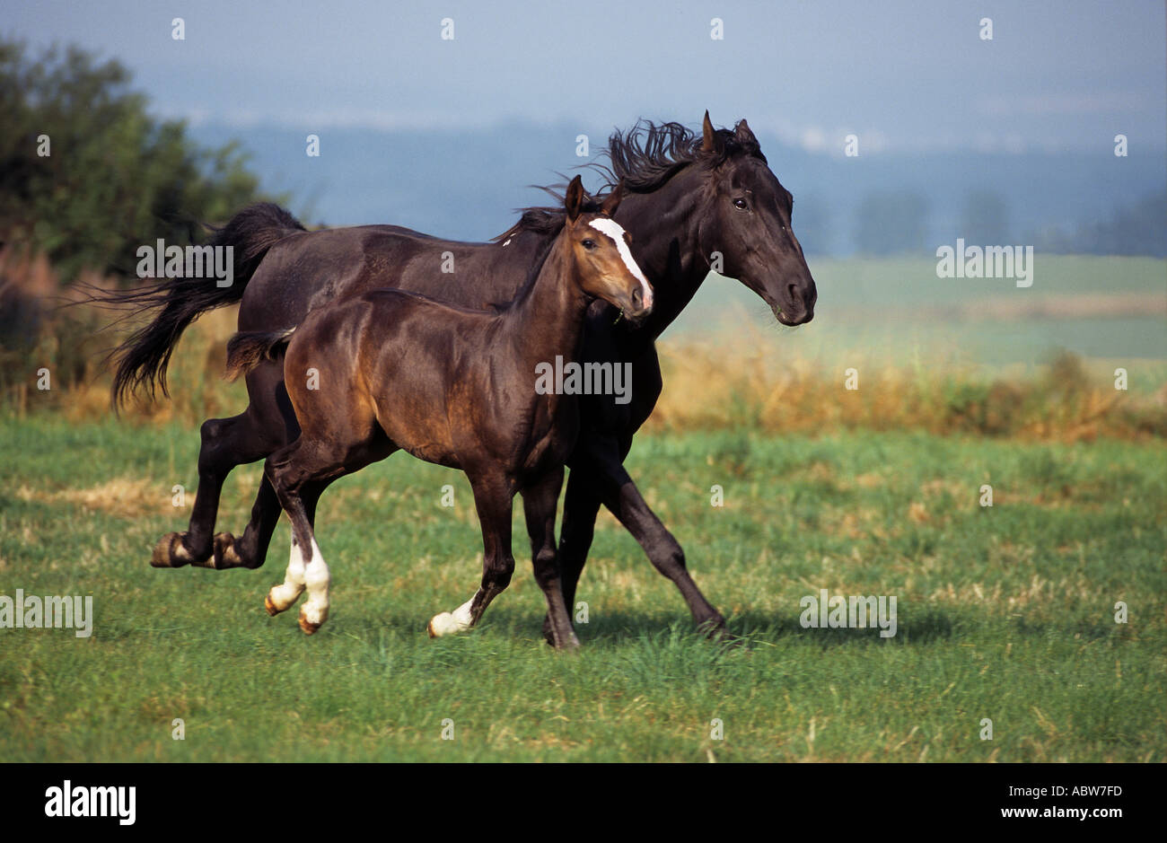 Cavallo di Vestfalia - mare con puledro Foto Stock