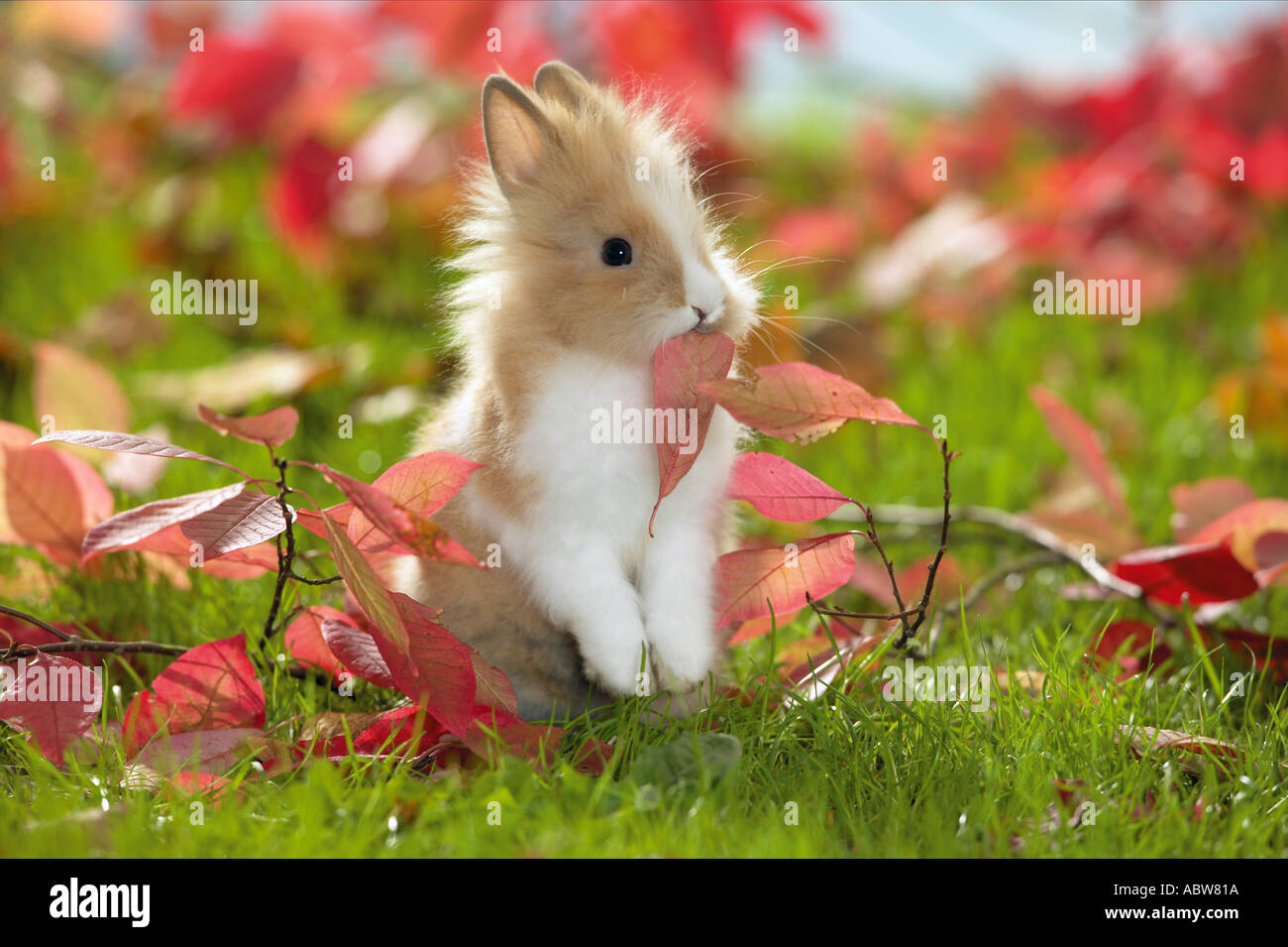 Coniglio nano seduto su un prato mentre mangia le foglie in autunno i colori Foto Stock