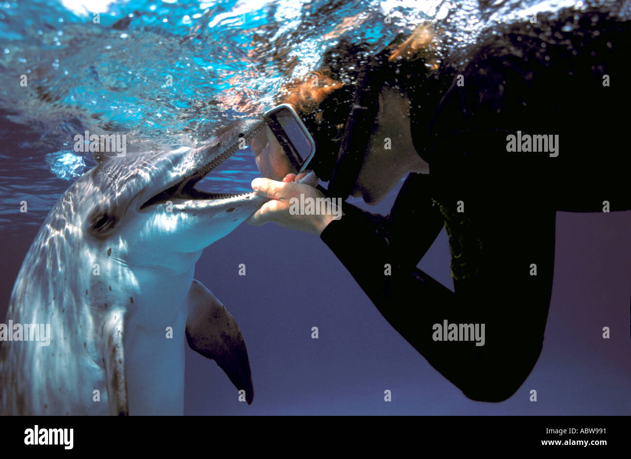 Snorkeler detiene il Dolphin bocca e guarda a denti,c loseup Foto Stock