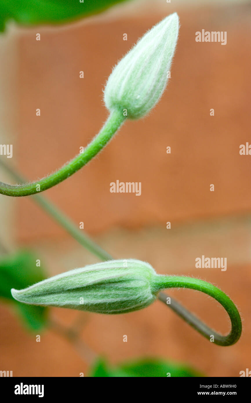 Steli intrecciati di Clematis Niobe boccioli di fiori Foto Stock