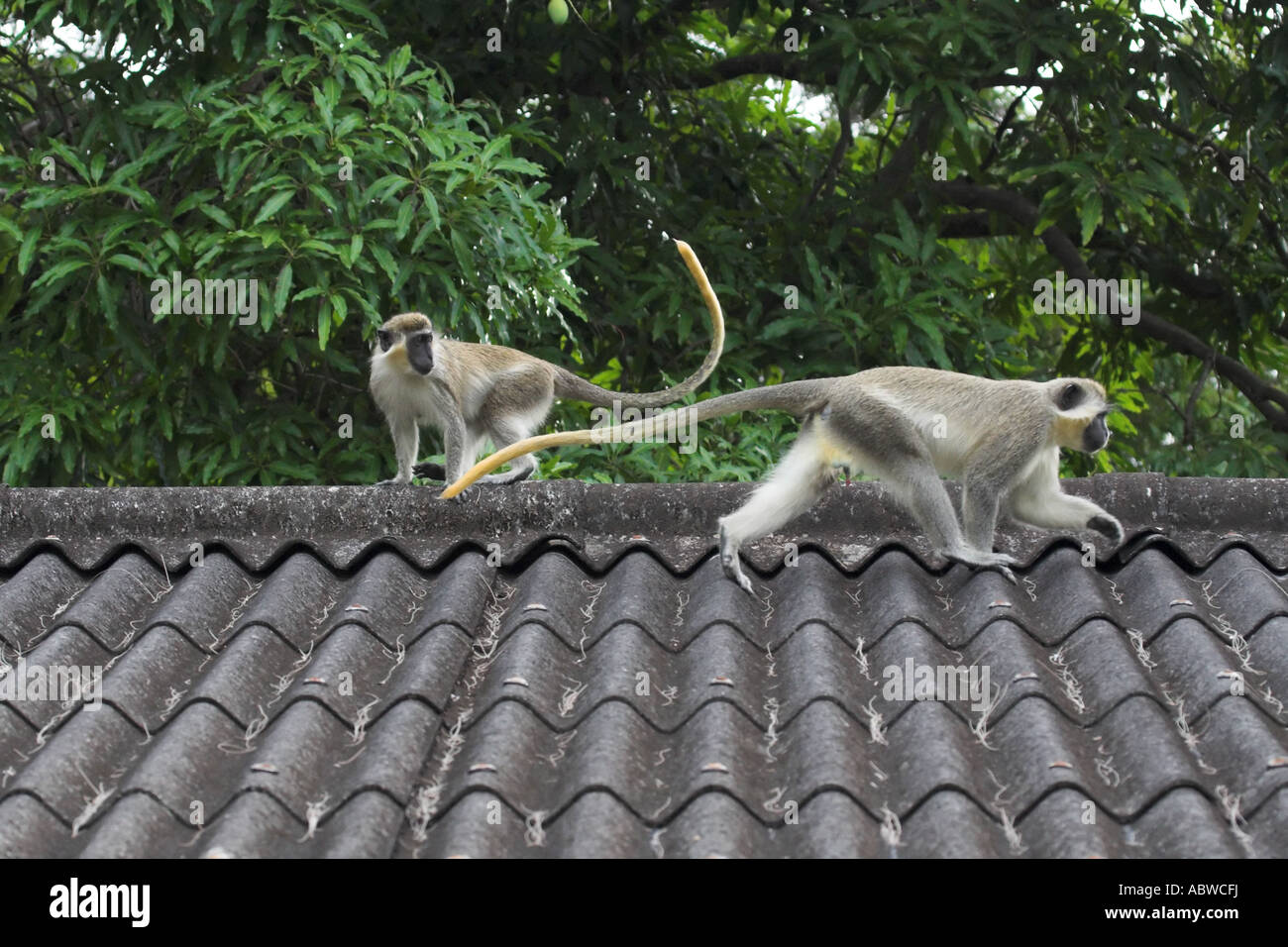 Un maschio verde (o) vervet monkey passeggiate da una femmina mentre la femmina lo guarda Foto Stock