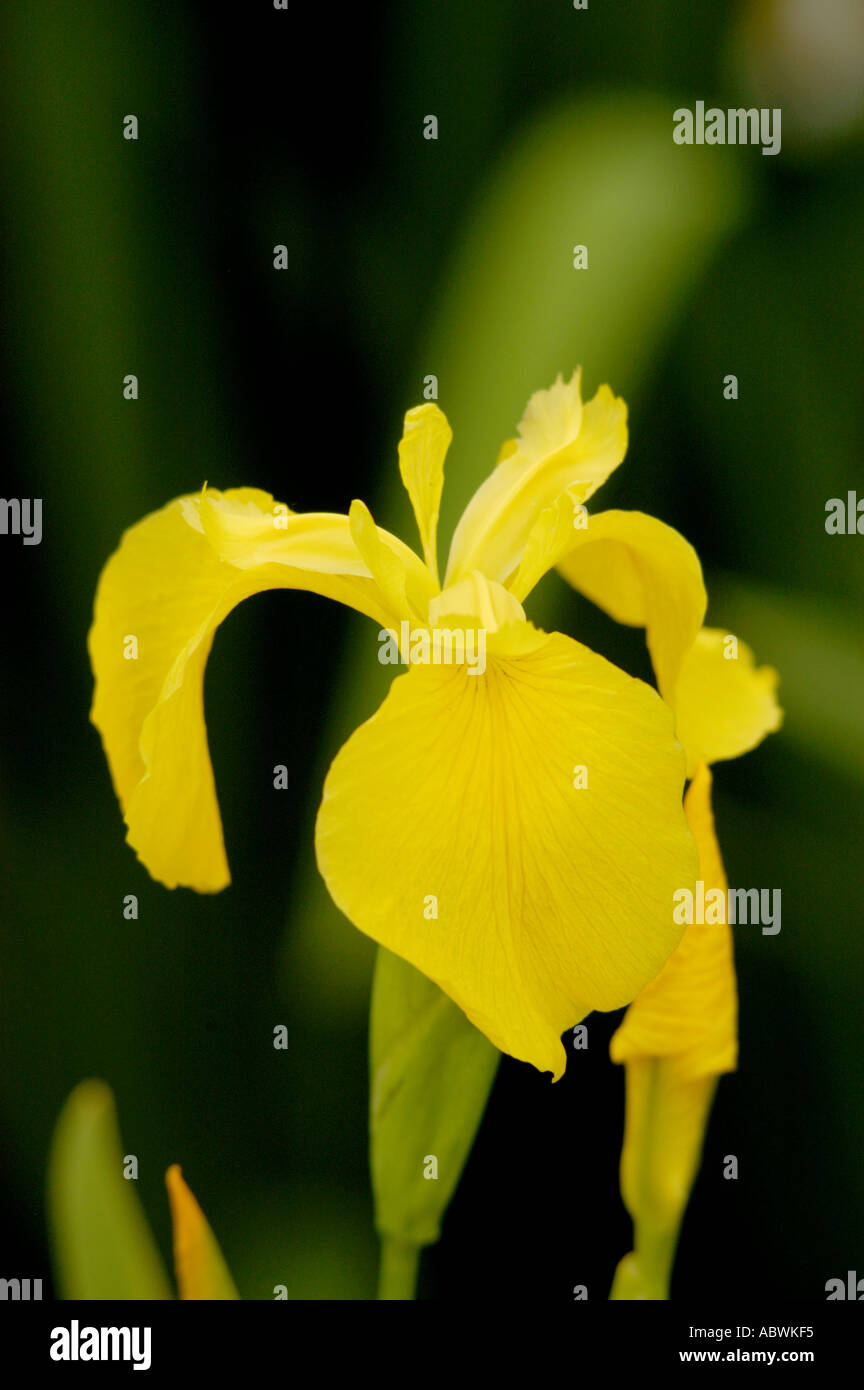 Bandiera gialla Iris pseudacorus Iris Foto Stock