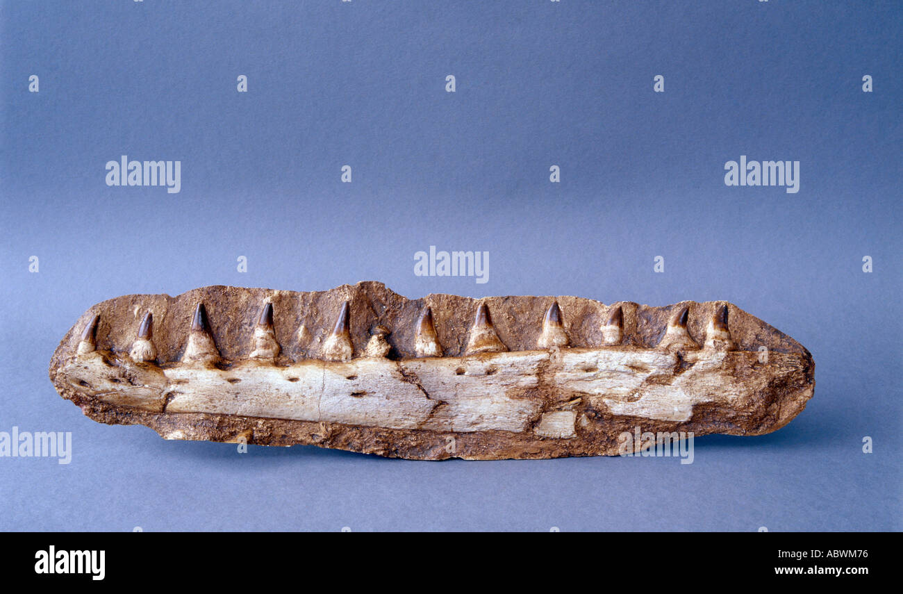 Mosasaur fossili di ganascia Foto Stock