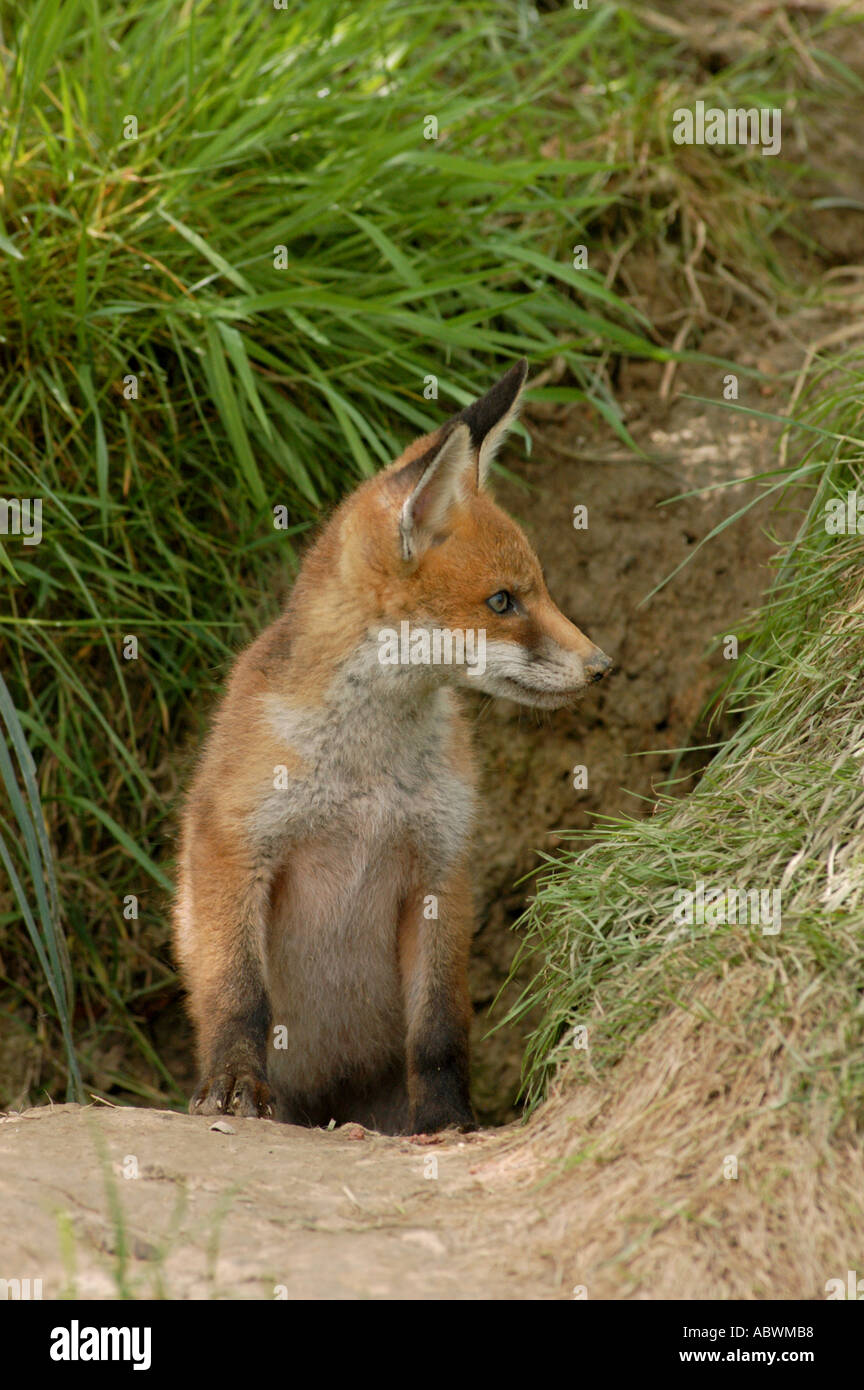 Fox cub emergenti da den Foto Stock