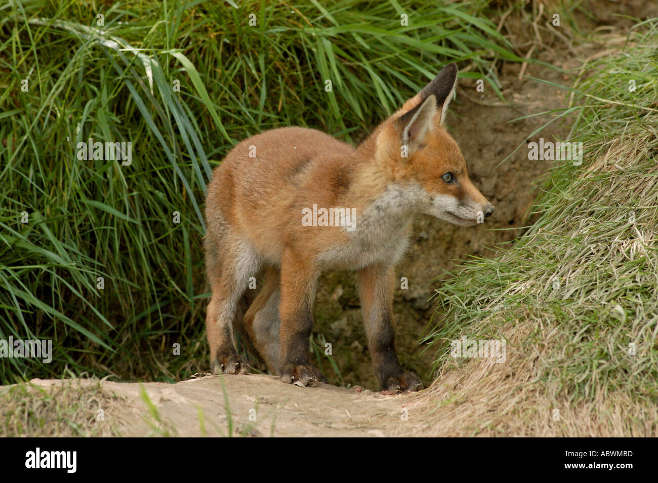 Fox cub emergenti da den Foto Stock