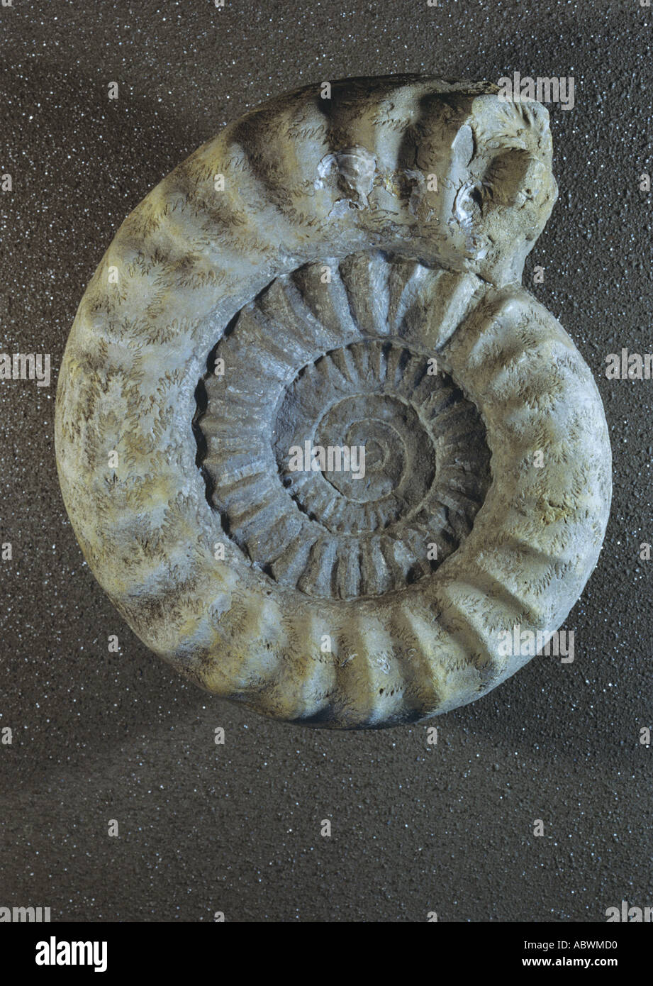 Jurassic ammonita da Keynsham nel Wiltshire Foto Stock