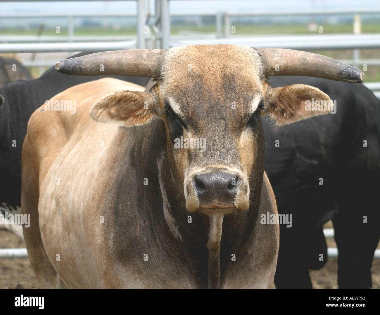 Rodeo Alberta Canada i tori Foto Stock