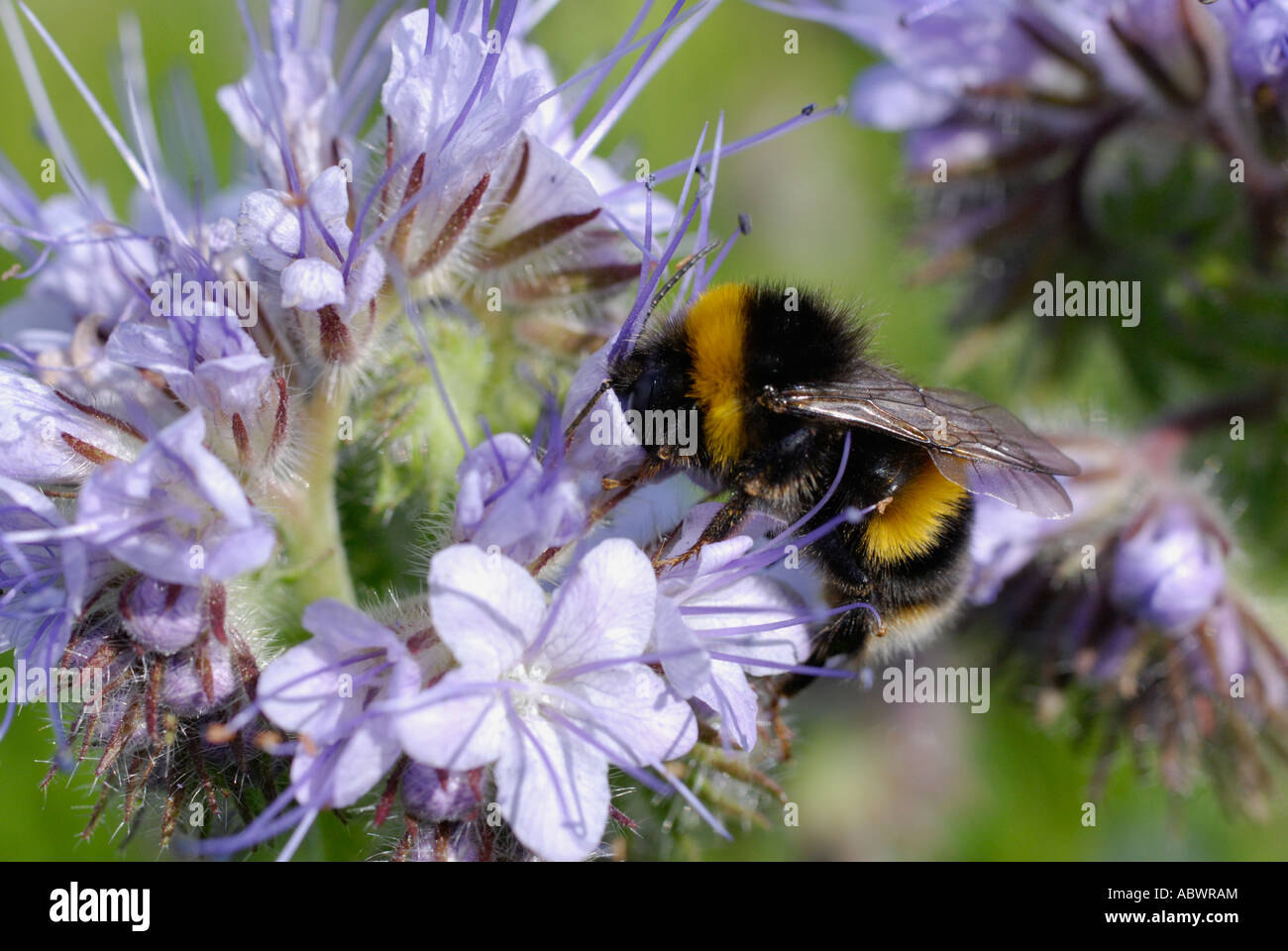 Phacelia Foto Stock