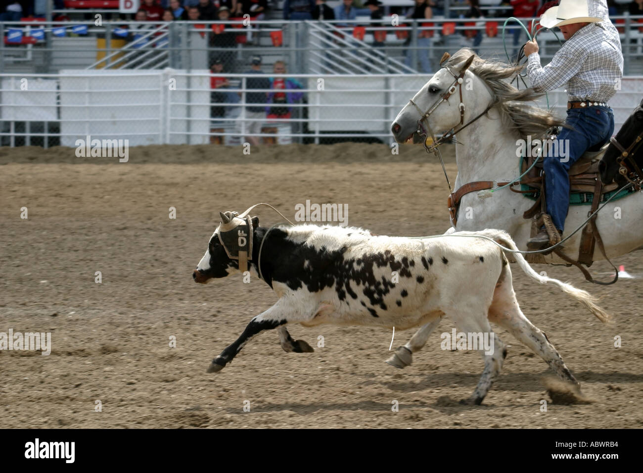 Rodeo Alberta Canada Team roping Foto Stock