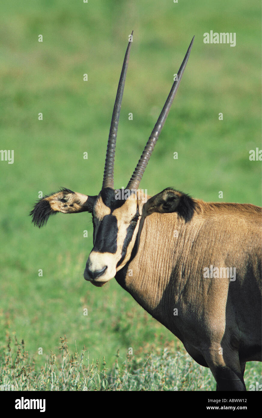 Ritratto di Fringe eared Oryx Salt Lick Santuario nei pressi di Tsavo ovest del Parco Nazionale del Kenya Foto Stock
