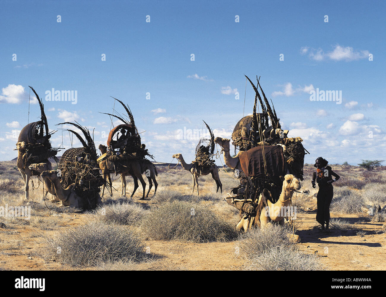 Una donna Gabbra regola il carico su un cammello pur tenendo un riposo durante una migrazione Foto Stock